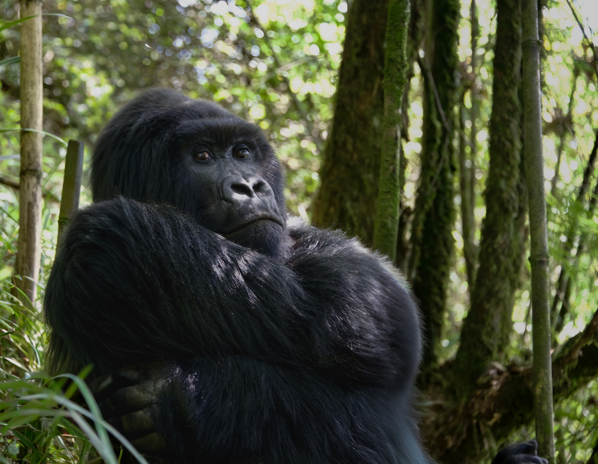 2nd PrizeOpen Nature In Class 2 By Edward Goldenberg For Rawanda Gorilla APR-2026.jpg